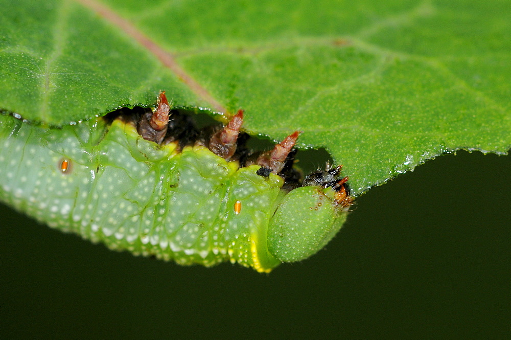 Broad,bordered bee hawkmoth (hemaris fuciformis) close,up of larva feeding on honeysuckle leaf, oxfordshire, uk