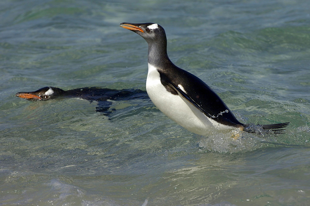 Gentoo penguin (pygoscelis papua) new island, falkland islands, two in the water swimming.