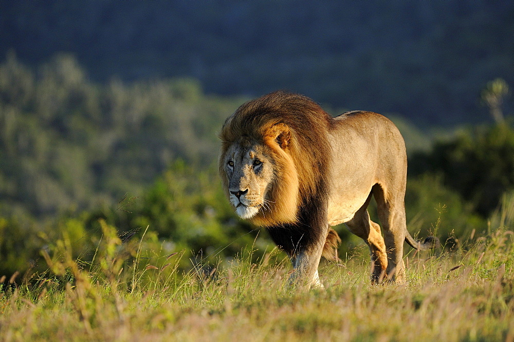 Adult male lion (panthera leo) eastern cape, south africa