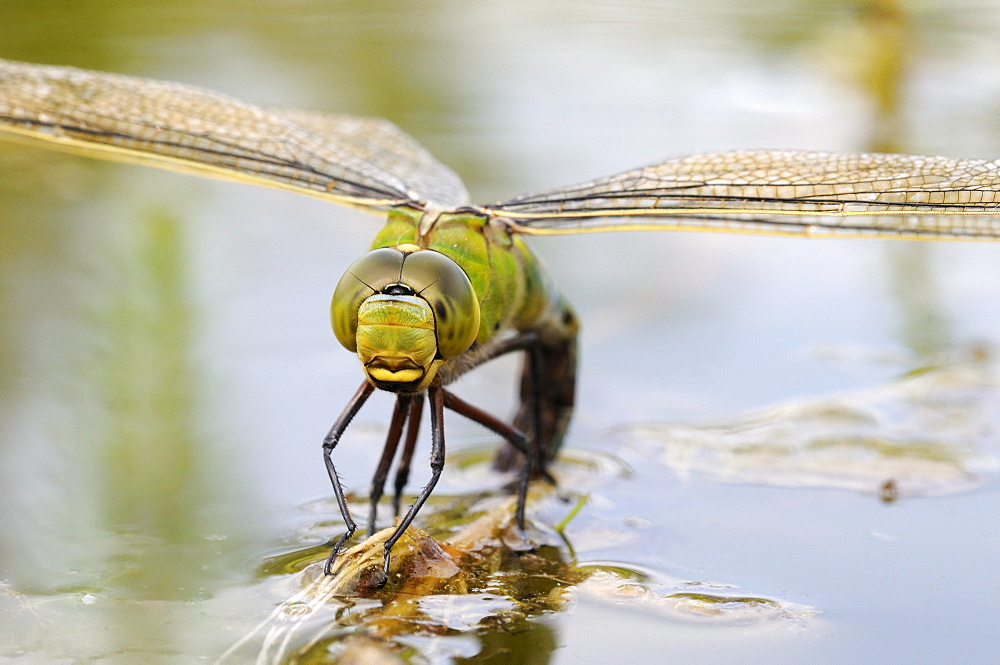 Emperor dragonfly (anax imperator) female laying eggs in aquatic vegetation, oxfordshire, uk  