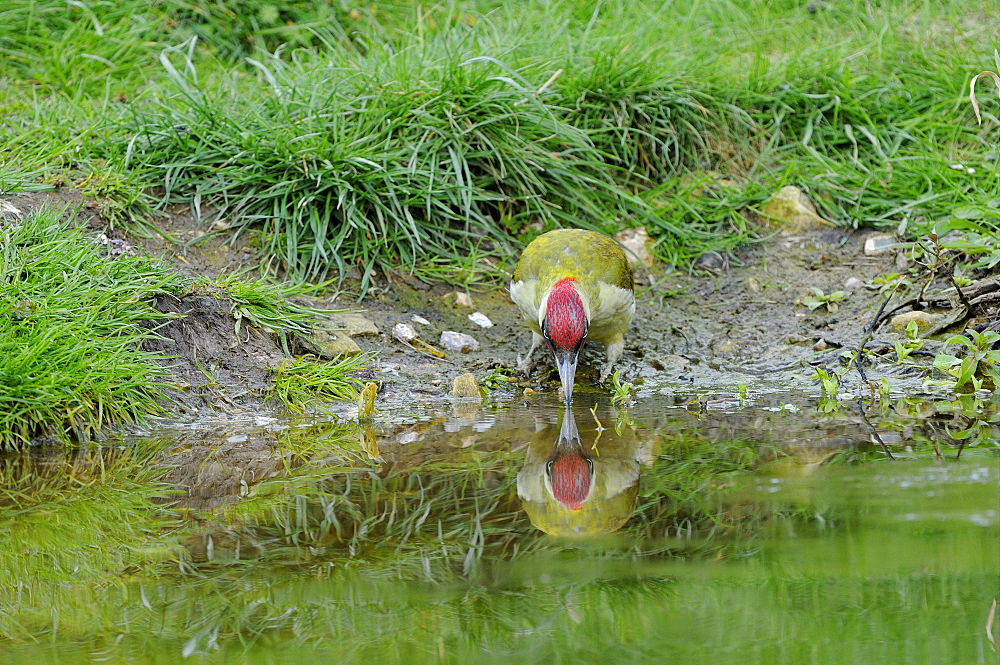 Green woodpecker (picus viridis) drinking water from pond, oxfordshire, uk  