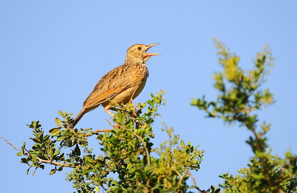 Rufous-naped lark (mirafra africana) perched on branch, singing, eastern cape, south africa