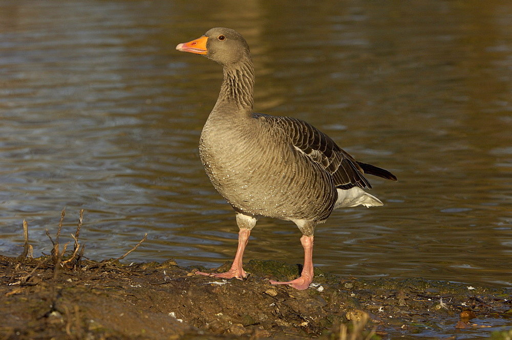 Greylag goose. Anser anser. standing by water, uk