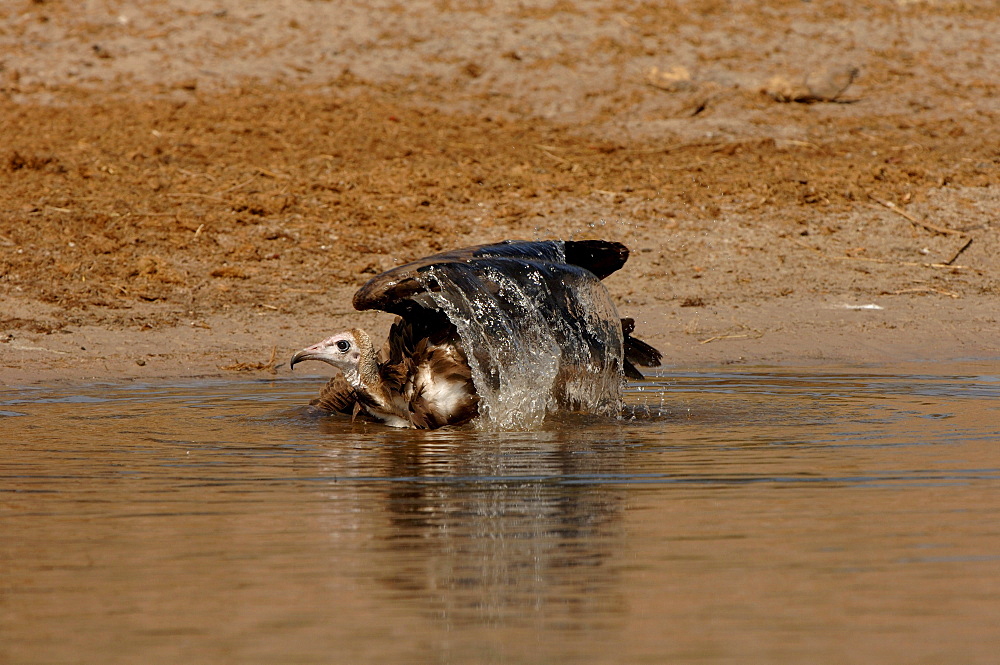 Hooded vulture. Necrosyrtes monachus. Washing. Chobe river, botswana