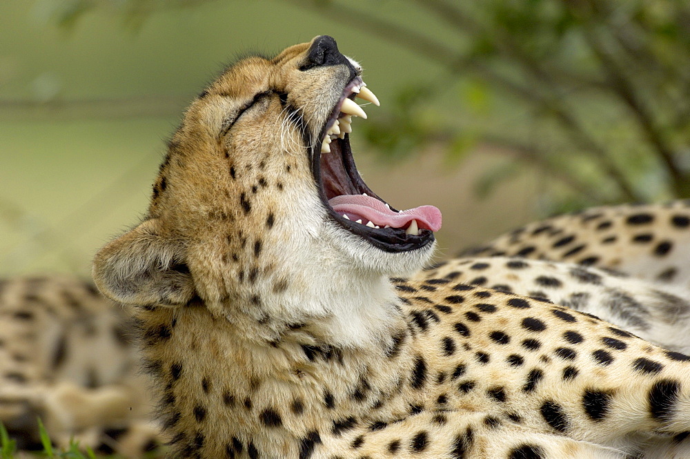 Cheetah (acinonyx jubatus) masaii mara, kenya, yawning