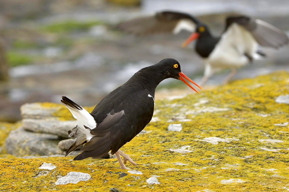 Magellanic oystercatcher (haematopus leucopodus) new island, falkland islands, aggressive posture towards rival.