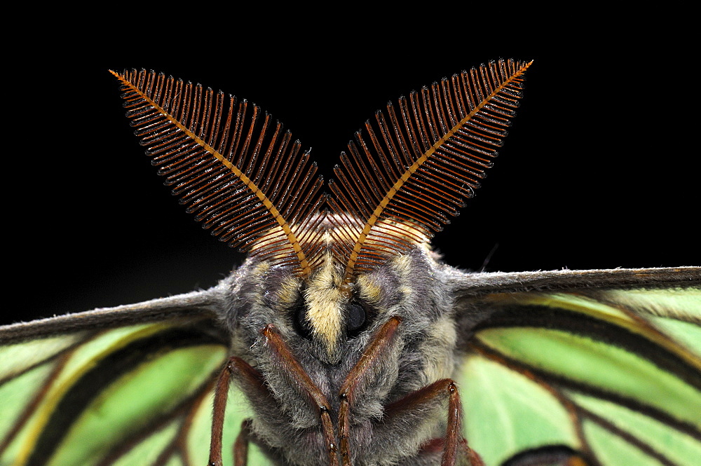 Spanish moon moth (graellsia isabellae) close-up of male showing large antennae, captive bred, europe  