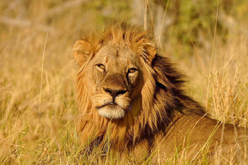 Lion. Panthera leo. Male portrait. Botswana