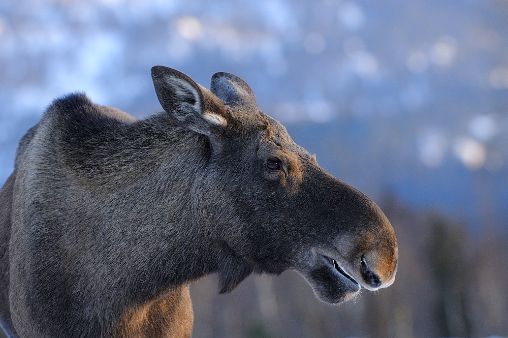 European moose (alces alces) close-up of head, norway  