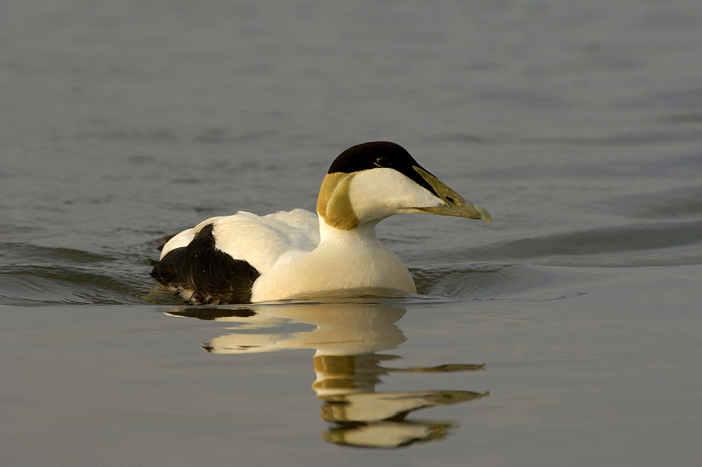 Eider duck (somateria molissima), northumberland, uk, drake swimming.