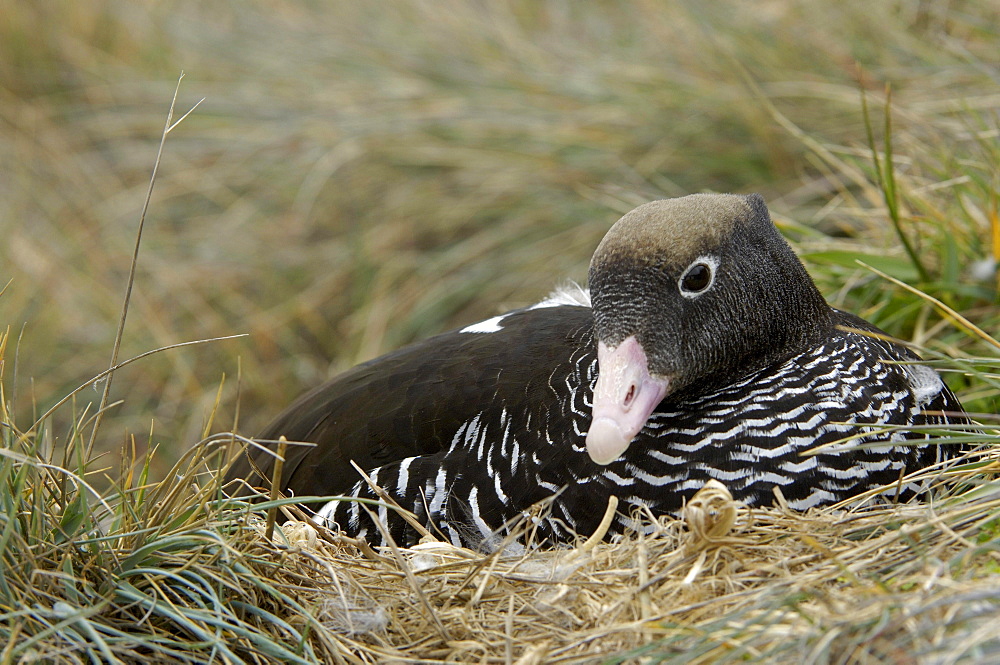 Kelp goose, female, (chloephaga hybrida) sat on nest, new island, falkland islands.