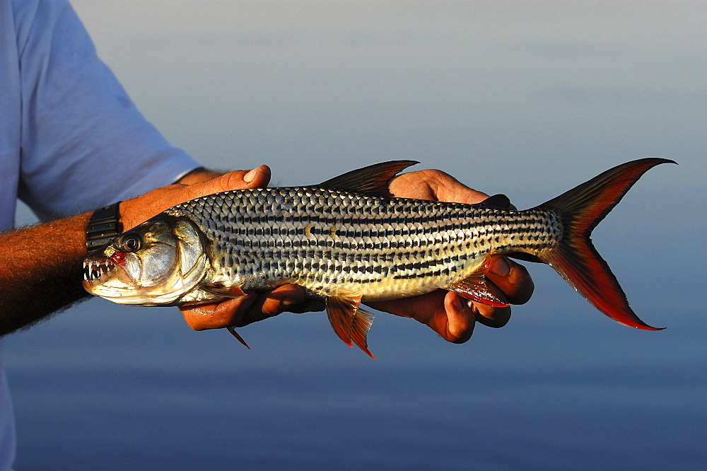 Nile tiger fish. Hydrocynus forskalii. Okavango river, botswana