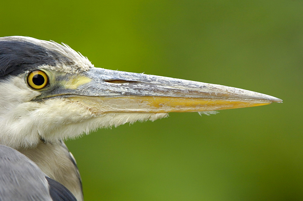 Grey heron (ardea cinerea) close, up of head and beak, richmond, uk.