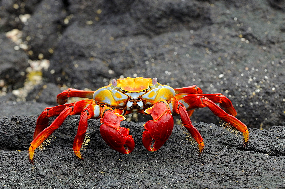 Sally lightfoot crab (grapsus grapsus) on black lava rock, galapagos islands, ecuador  