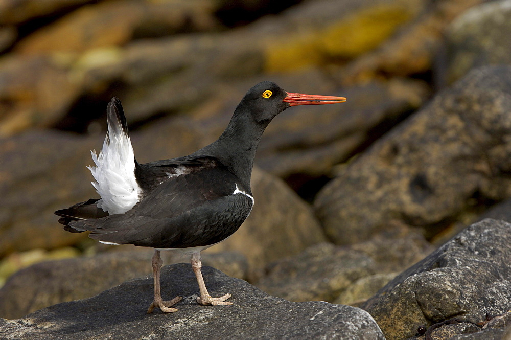 Magellanic oystercatcher (haematopus leucopodus) new island, falkland islands, aggressive posture.