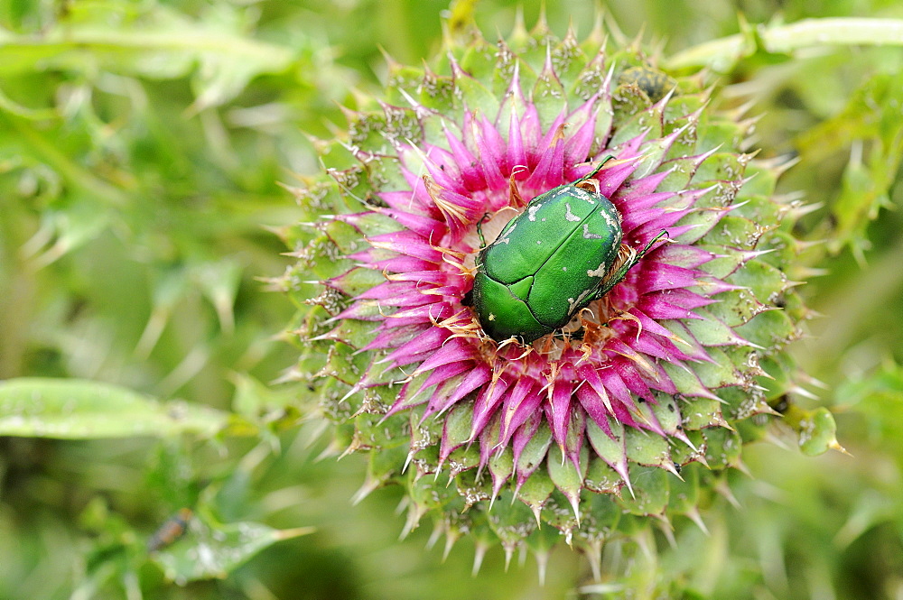 Green Rose Chafer (Cetonia aurata) resting in musk thistle flower, Bulgaria