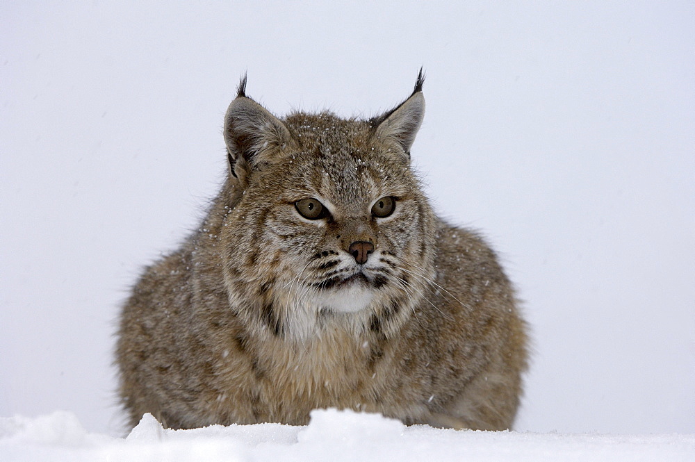 North american bobcat (lynx rufus) sat in snow, captive.