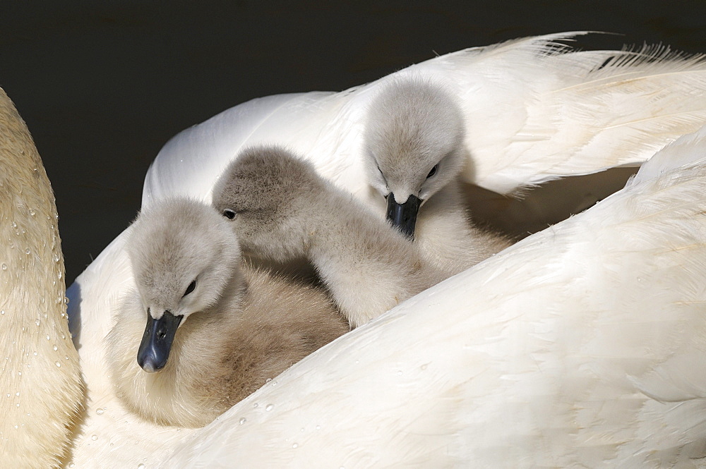 Mute swan (cygnus olor) cygnets on mothers back, abbotsbury, uk