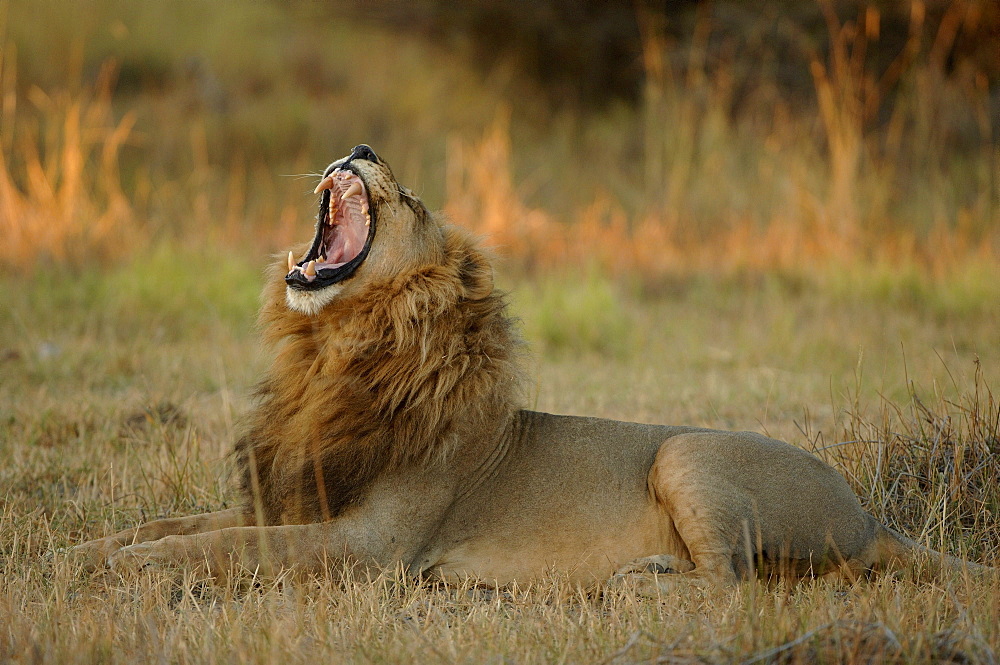 Lion. Panthera leo. Male yawning. Botswana