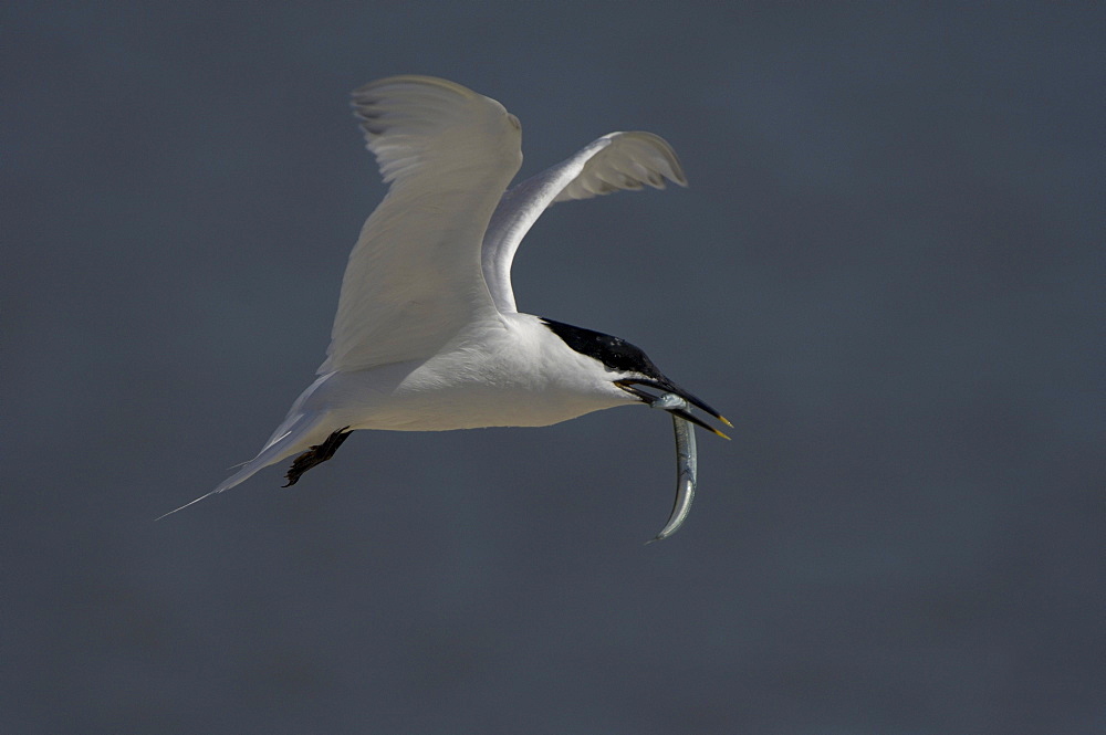 Sandwich tern (sterna sandvicensis), brownsea island, uk, in flight with fish in beak.