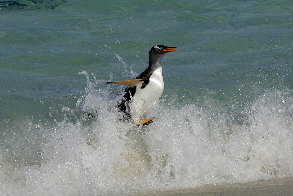 Gentoo penguin (pygoscelis papua) new island, falkland islands, in surf, heading for the beach.