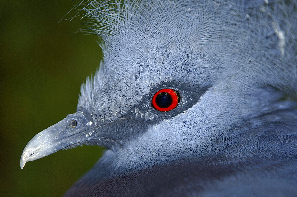 Victoria crowned pigeon (goura victoria) native of indonesia, papua new guinea (captive bristol zoo