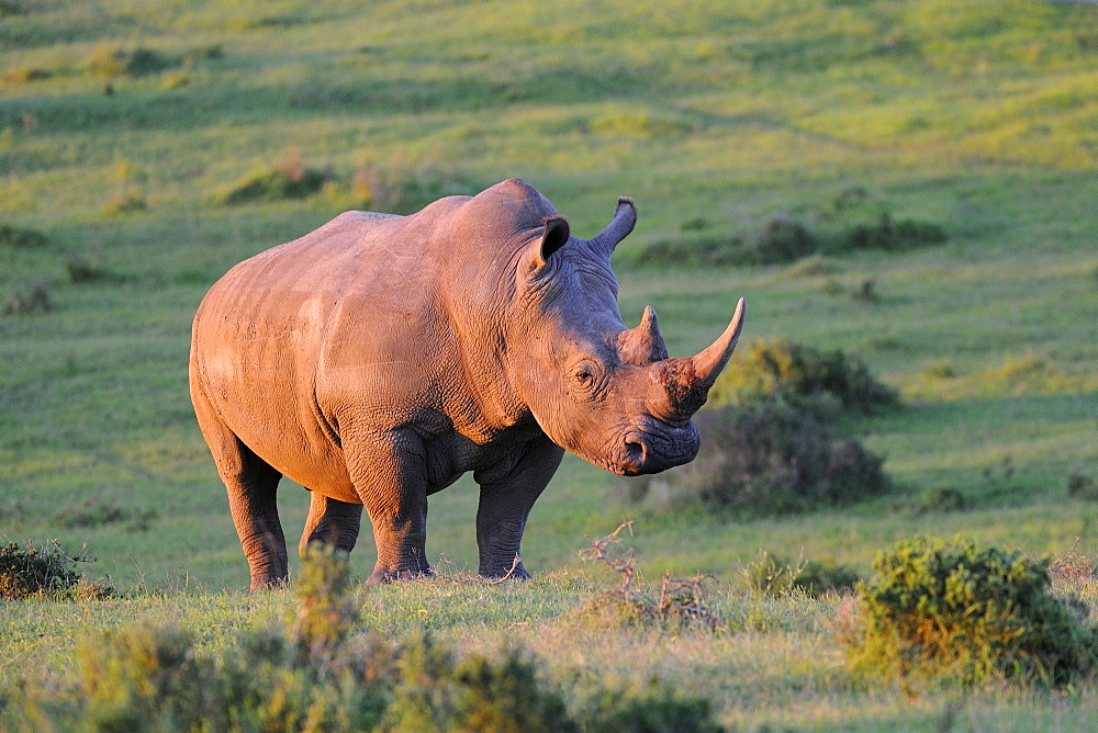 White rhinoceros (ceratotherium simum) adult in evening light, eastern cape, south africa