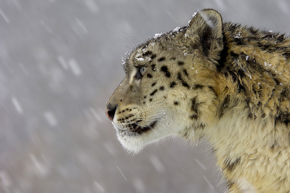 Portrait of snow leopard (panthera uncia), snowing, captive, isa