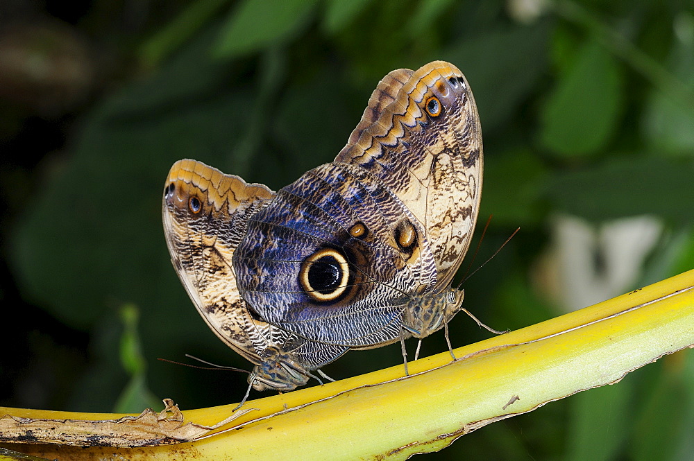 Owl butterfly (caligo sp.) pair mating  