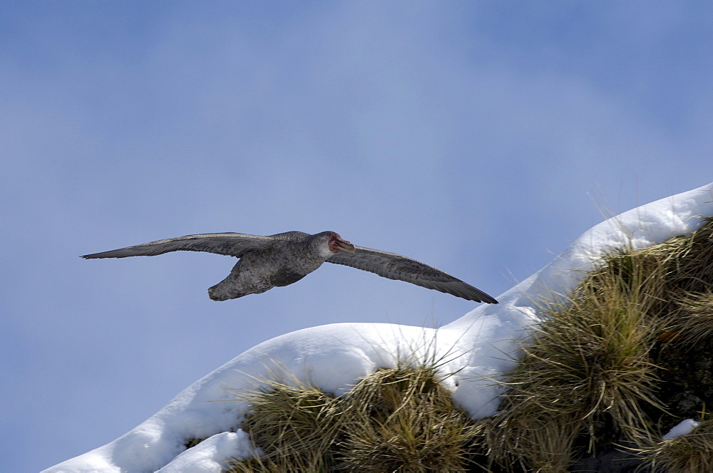 Southern giant petrel (macronectes giganteus) gold harbour, south georgia, flying along cliff edge searching for food.