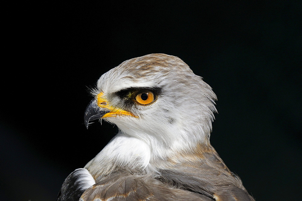 Black-shouldered kite (elanus caeruleus) juvenile showing yellow eye, portrait, captive, south africa