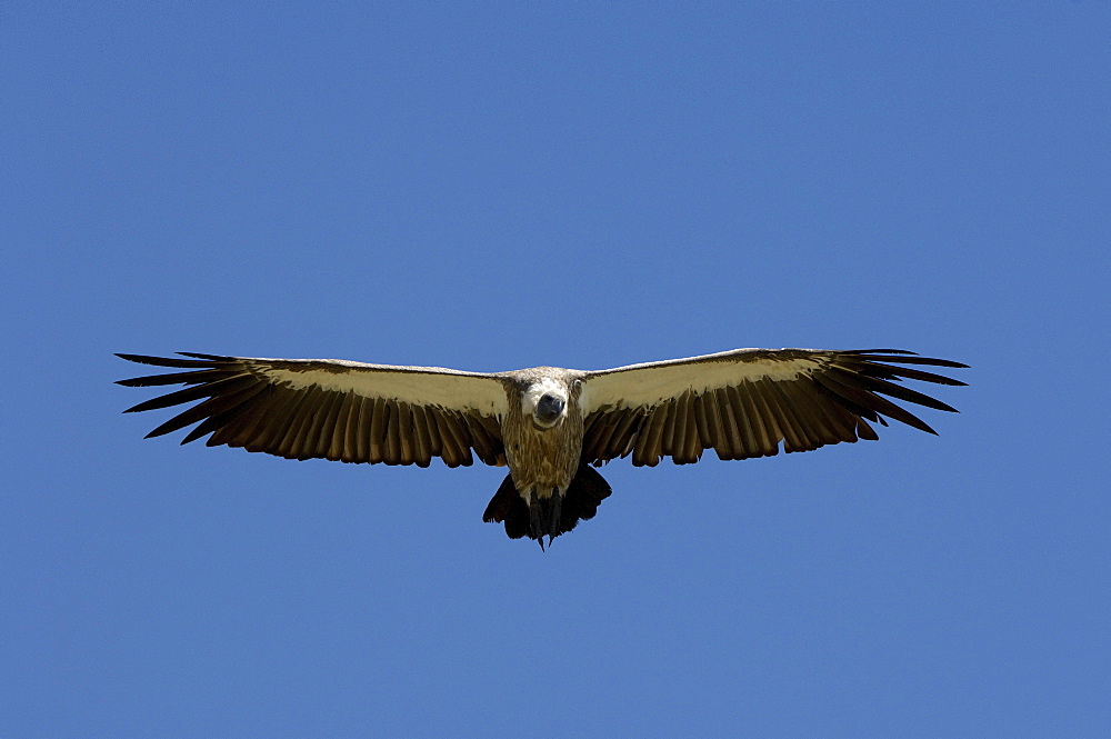 White-backed vulture (gyps africanus) masai mara, kenya, in flight, gliding, soaring.