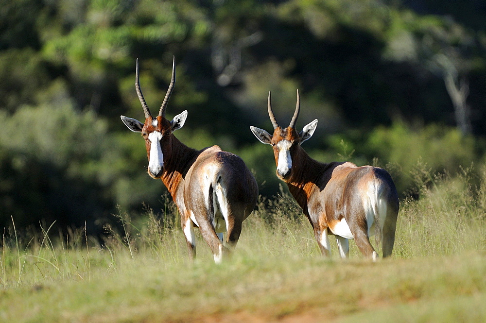 Blesbok or bontebok (damaliscus dorcas, eastern cape, south africa