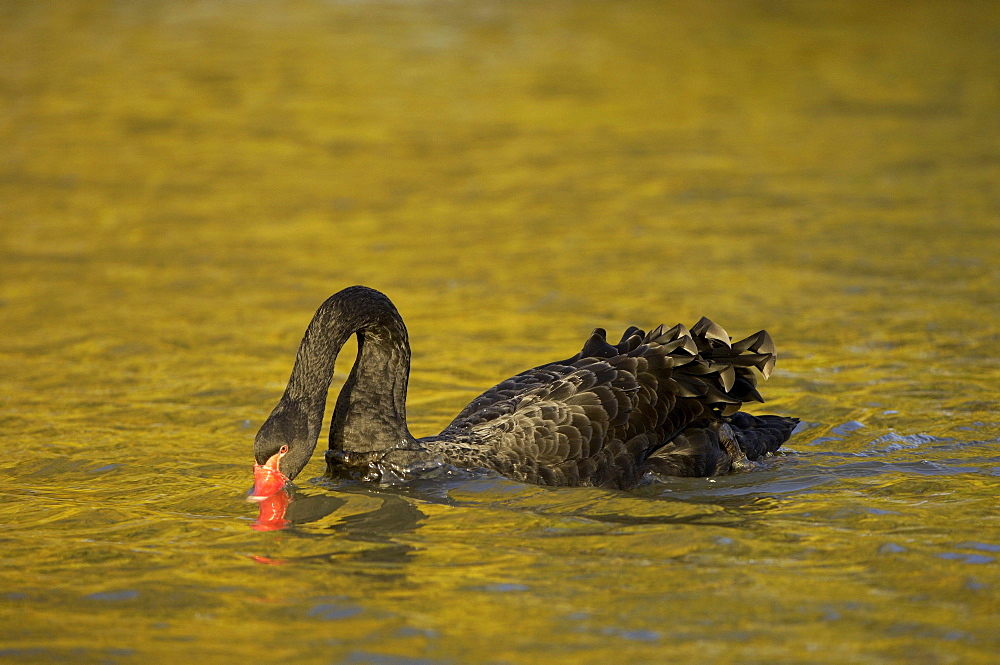 Black swan (cygnus atratus) feeding at water surface, slimbridge, uk