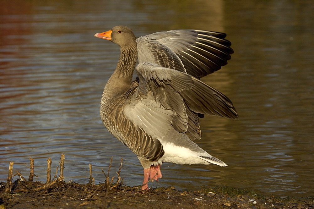 Greylag goose. Anser anser. Stretching wings, uk