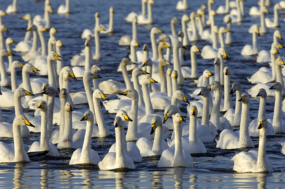 Whooper swans (cygnus cygnus) herd on water, martin mere, uk