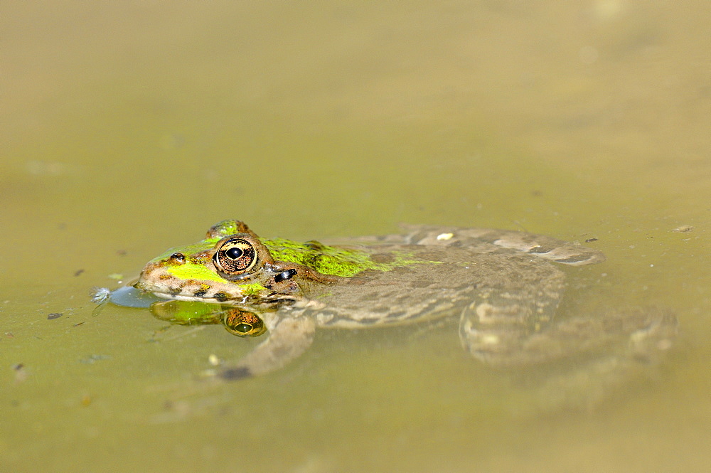 Marsh Frog (Rana ridibunda) floating motionless in water, Bulgaria