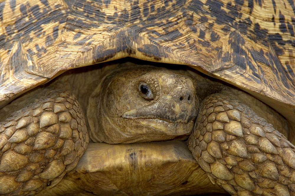 Leopard tortoise (geochelone pardalis), masaii mara, kenya, close, up view from front.