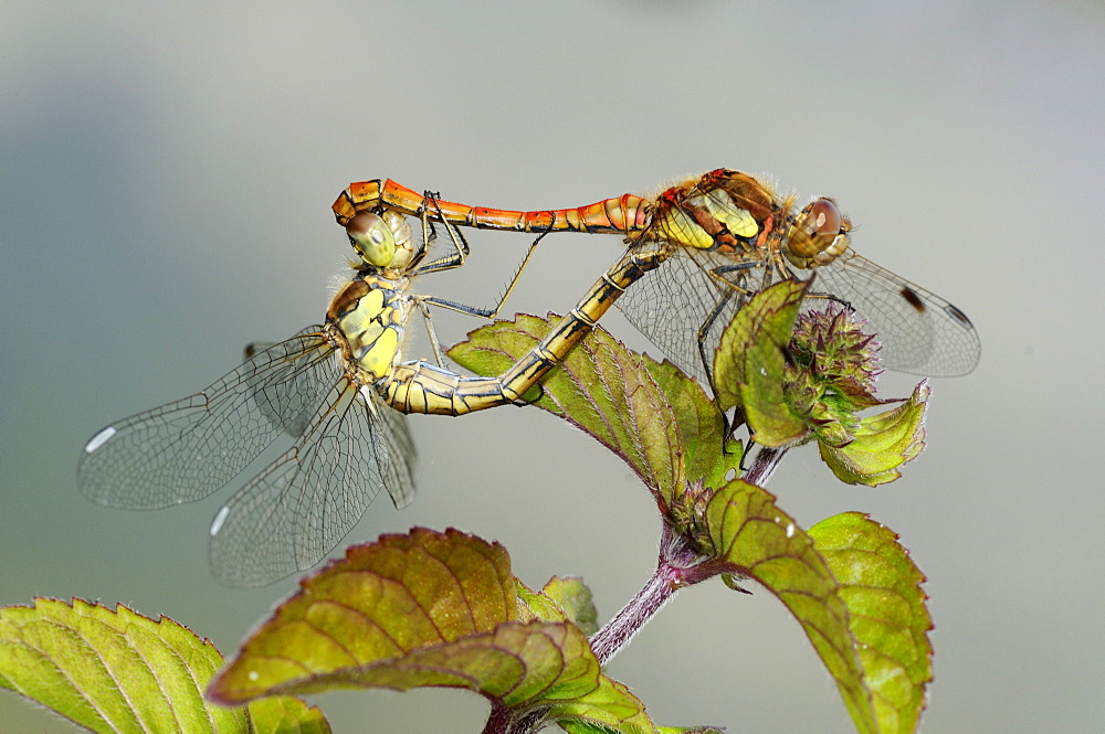 Common darter dragonfly (sympetrum striolatum) pair mating, oxfordshire, uk  