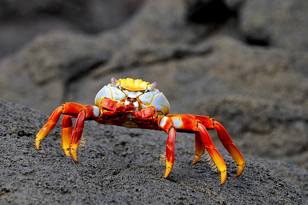 Sally lightfoot crab (grapsus grapsus) standing on black lava, galapagos, islands, ecuador  