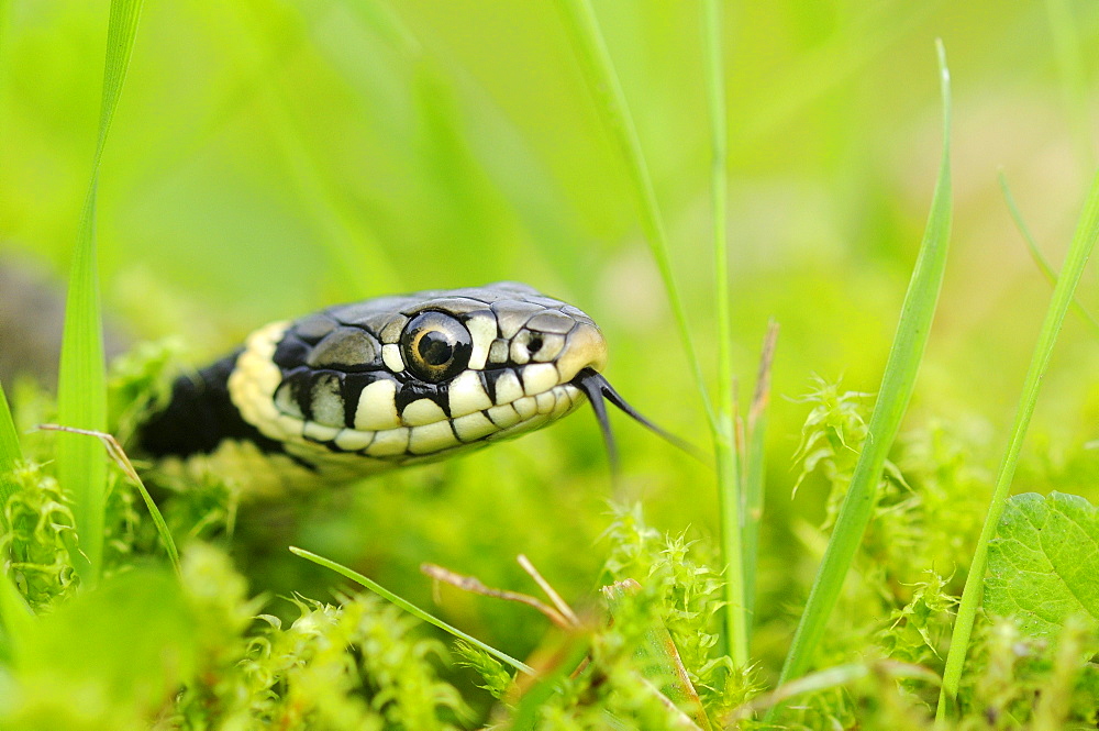 Grass snake (natrix natrix) young hatchling in grass, oxfordshire, uk