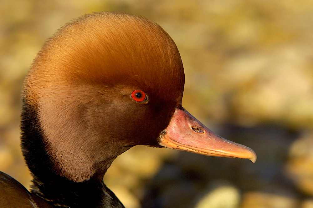 Red-crested pochard. Netta rufina. Close-up of. Uk