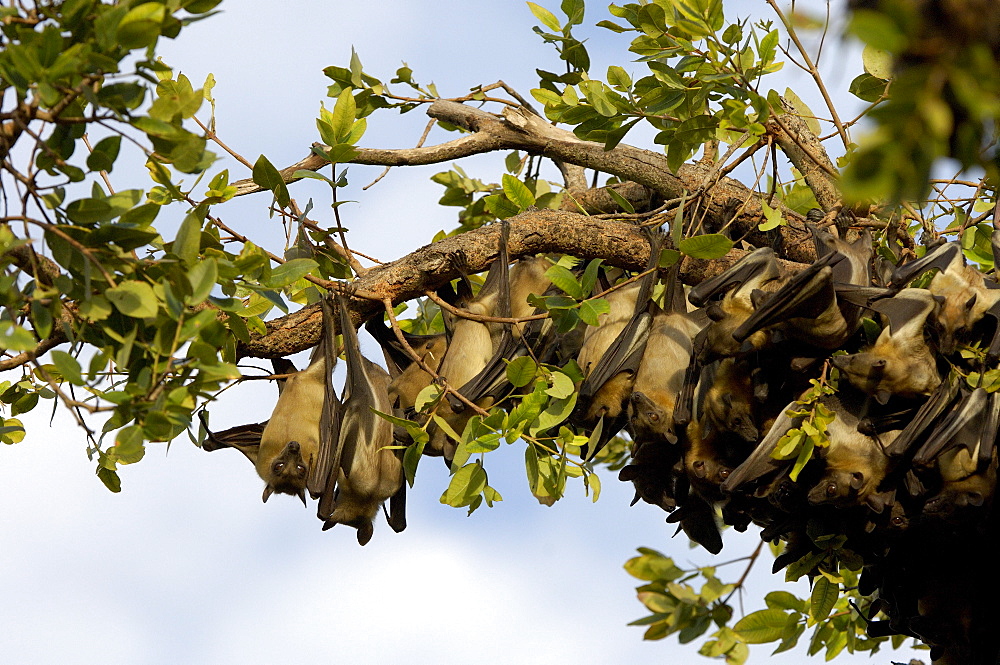 Straw-coloured fruit bat (eidolon helvum) kasanka  park, zambia, group roosting in swamp forest.