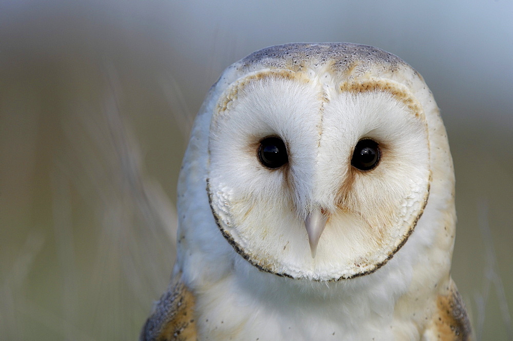 Barn owl (tyto alba) close-up of head showing facial disc, uk