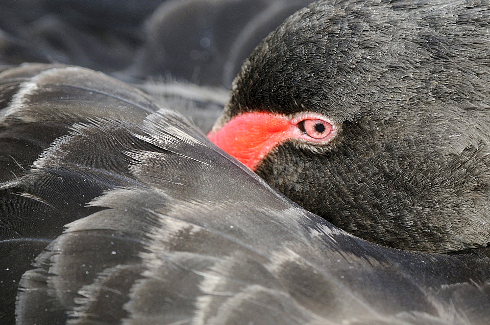 Black swan (cygnus atratus) resting with head on back, slimbridge, uk