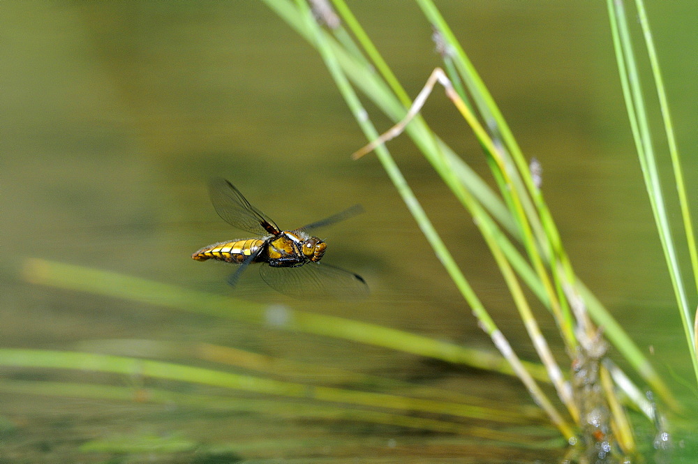 Broad-bodied chaser dragonfly (libellula depressa) female in flight, oxfordshire, uk  