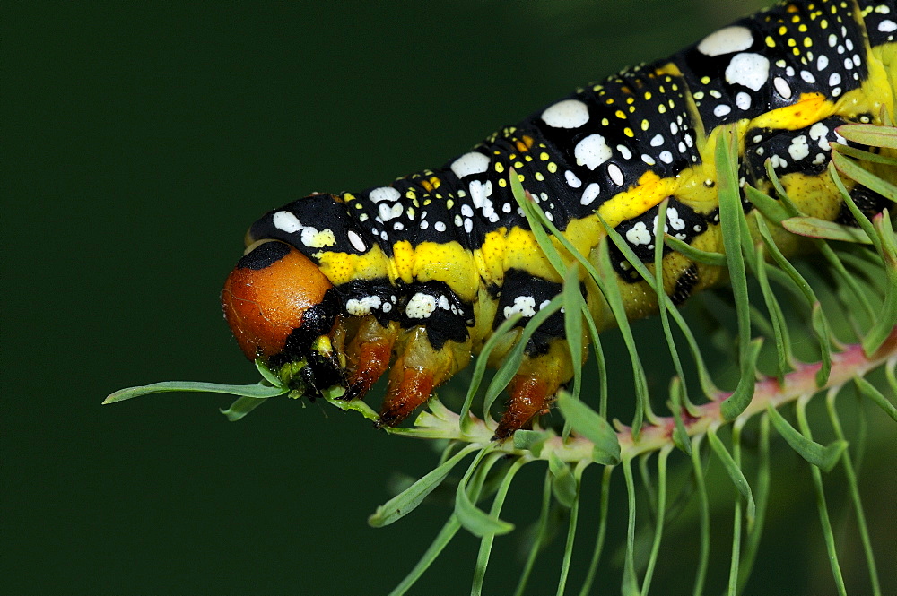 Spurge Hawkmoth (Hyles euphorbiae) fully grown larva feeding on cypress spurge leaf