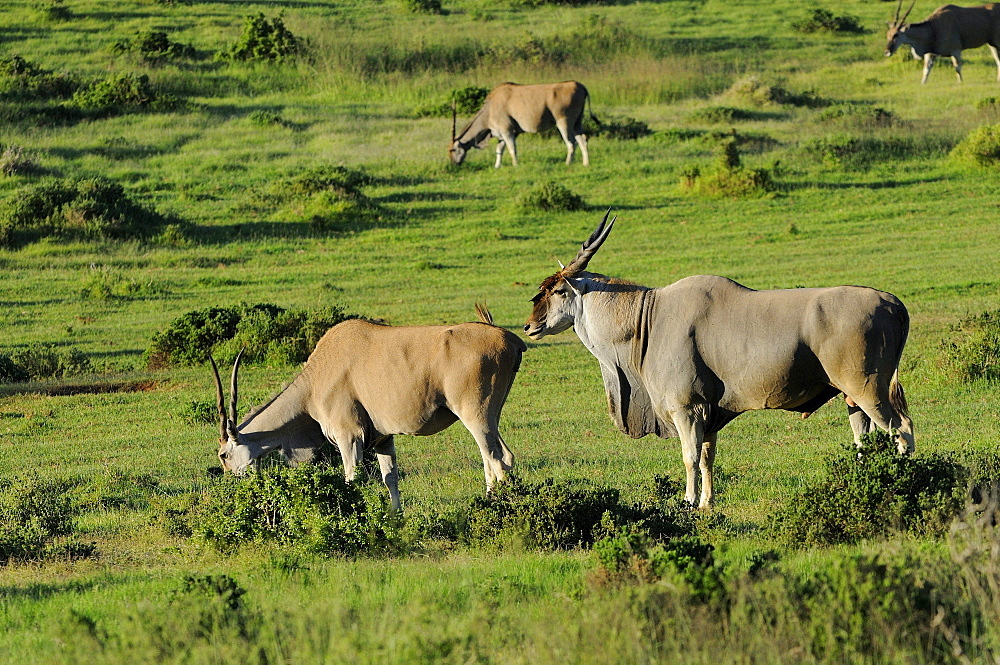 Eland (taurotragus oryx) eastern cape, south africa