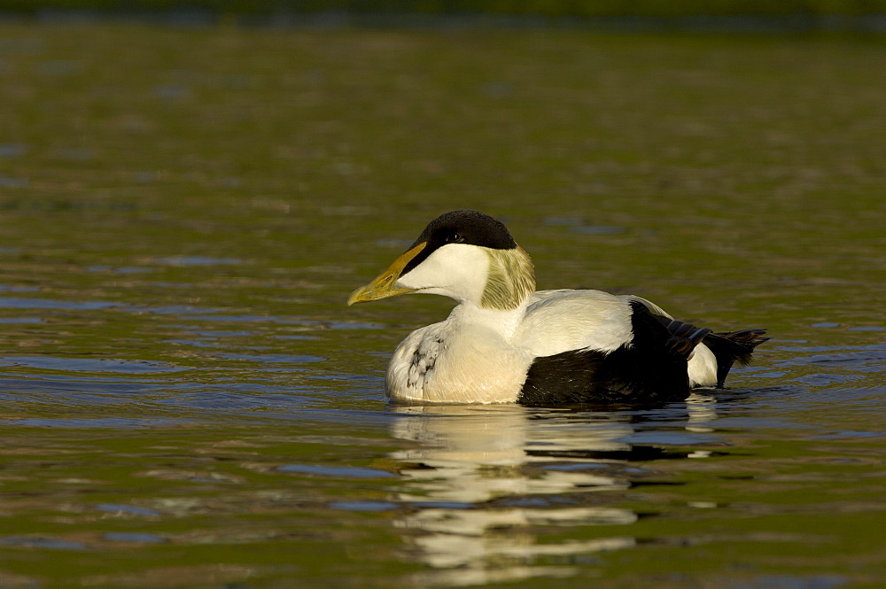 Eider duck (somateria molissima), northumberland, uk, drake swimming.