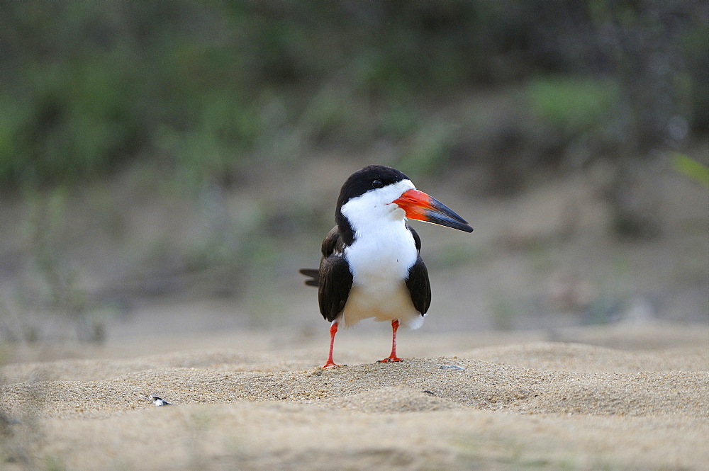 Black skimmer (rhynchops niger) adult resting on sandbank, rupununi, guyana  